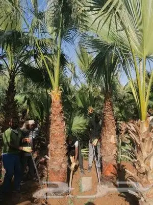 نخل واشنطن زينه لبيع 13