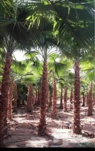 تيل طبيعي طبيعي الجار طبيعي 3