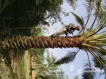 نخل واشنطن زينه لبيع 3