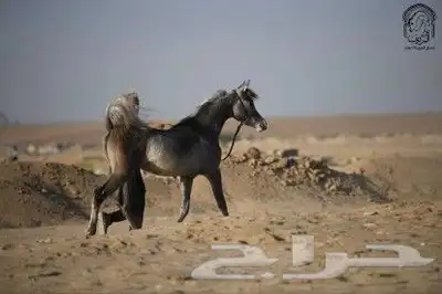 مهرة شو مصرية بيور (مبيوع) 4