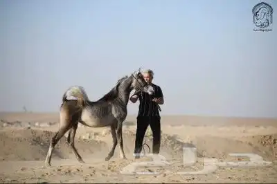 مهرة شو مصرية بيور (مبيوع) 0