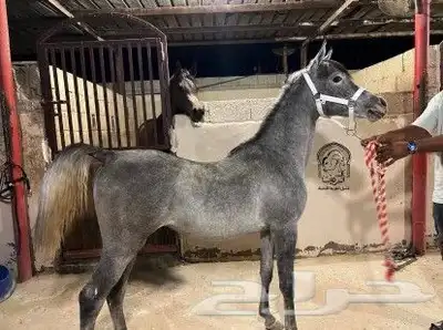 مهرة شو مصرية بيور (مبيوع) 1