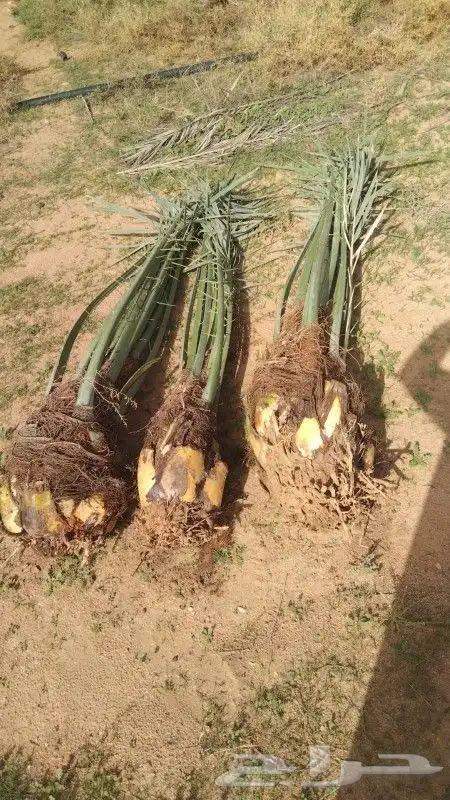 نخل عربي جميع المقاسات وانواع طيبه 8