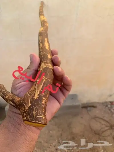 مشعاب كفو ( تم البيع ) 7