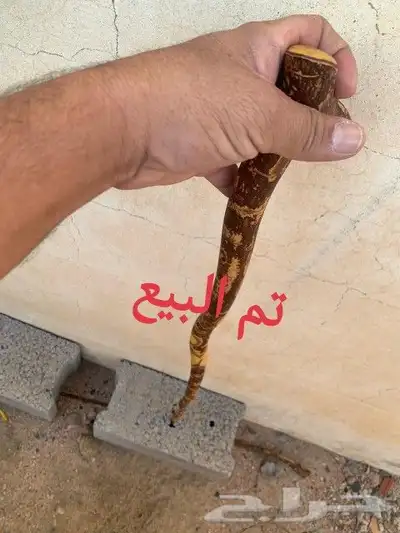 مشعاب كفو ( تم البيع ) 0