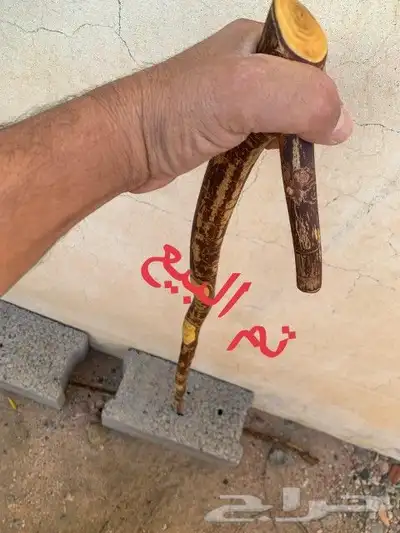 مشعاب كفو ( تم البيع ) 4