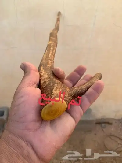 مشعاب كفو ( تم البيع ) 5