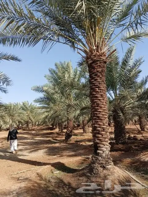 نخل عربي جميع المقاسات وانواع طيبه 4
