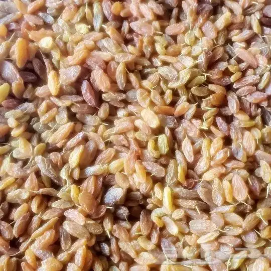 زبيب رزقي يمني للوز البلدي خولاني وصل الجديد 4