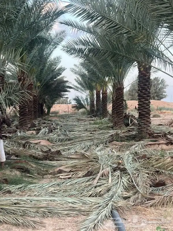 نخل عربي جميع المقاسات وانواع طيبه 2