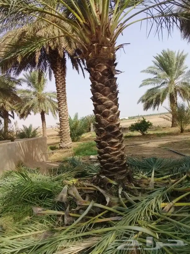 نخل واشنطن زينه لبيع 11