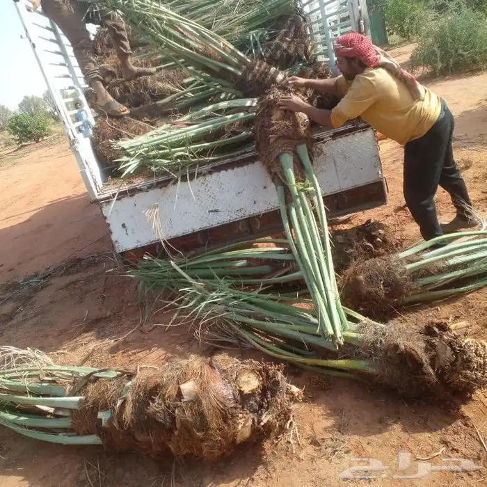 نخل عربي جميع المقاسات وانواع طيبه 7