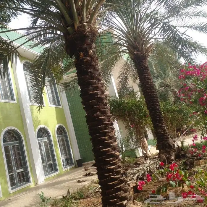 نخل عربي جميع المقاسات وانواع طيبه 5