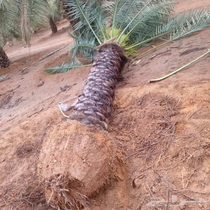 نخل عربي جميع المقاسات وانواع طيبه 0
