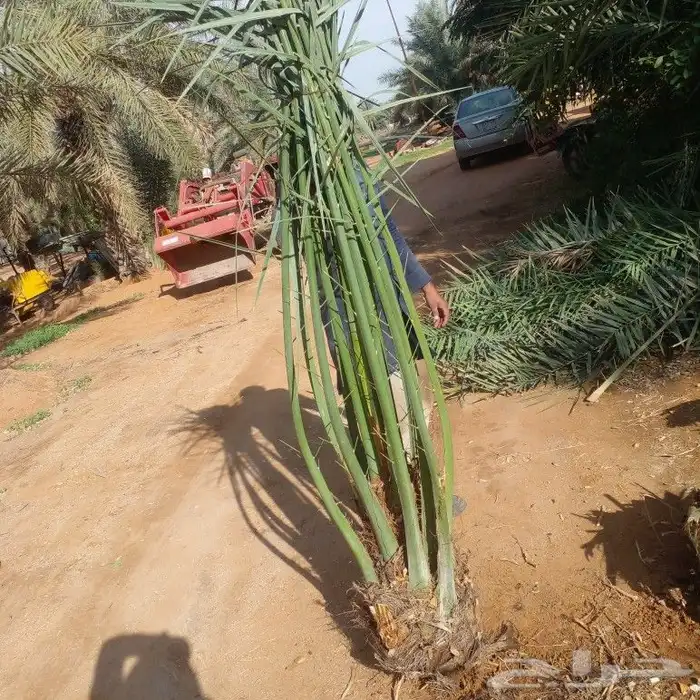 نخل عربي جميع المقاسات وانواع طيبه 6