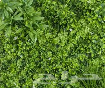 عشب ارضى عشب جدارى 8