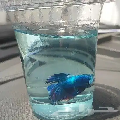 سمك الفايتر المدينه المنوره حي الراوناء 2