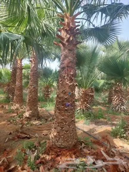 نخل واشنطني زينة 1