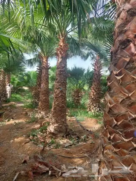 نخل واشنطني زينة 0