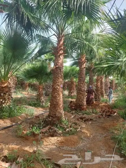 نخل واشنطني زينة 2