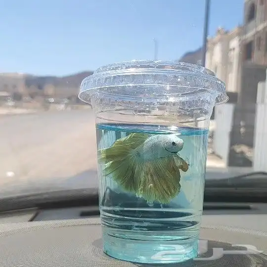 سمك الفايتر المدينه المنوره حي الراوناء 0