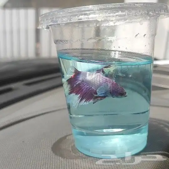 سمك الفايتر المدينه المنوره حي الراوناء 1