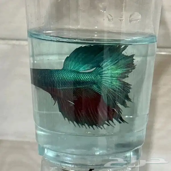 سمك الفايتر المدينه المنوره حي الراوناء 8