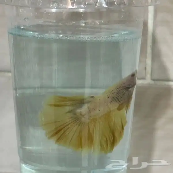 سمك الفايتر المدينه المنوره حي الراوناء 6