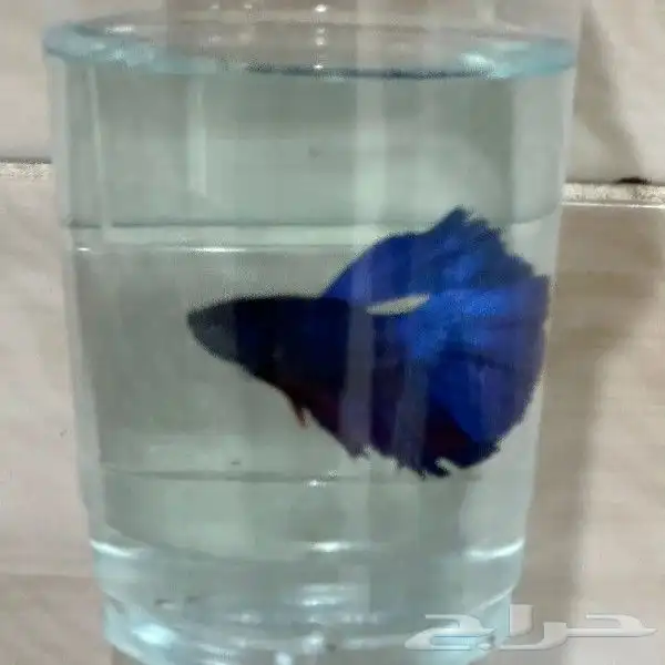 سمك الفايتر المدينه المنوره حي الراوناء 3