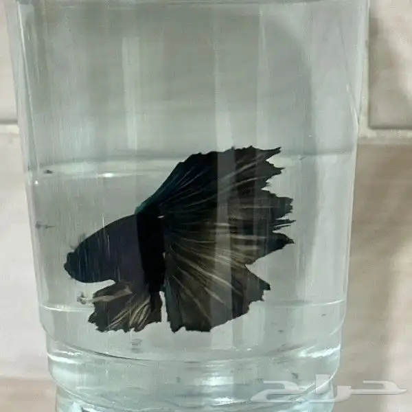 سمك الفايتر المدينه المنوره حي الراوناء 9