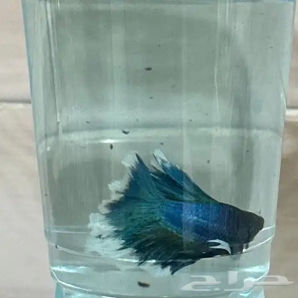 سمك الفايتر المدينه المنوره حي الراوناء 7