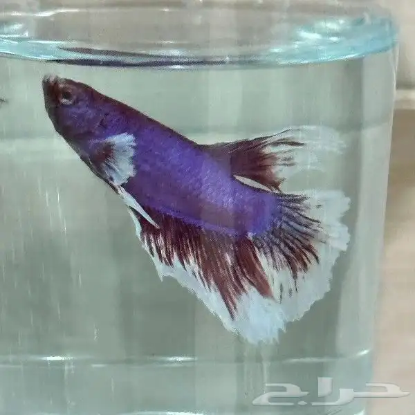 سمك الفايتر المدينه المنوره حي الراوناء 5