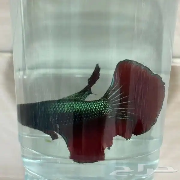 سمك الفايتر المدينه المنوره حي الراوناء 4