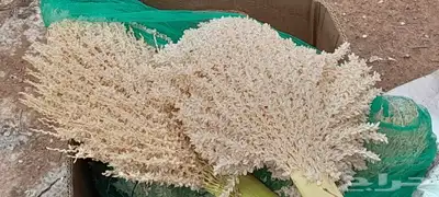 يوجد لدينا جميع انواع النخيل المثمر وزينه 8