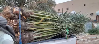 يوجد لدينا جميع انواع النخيل المثمر وزينه 6
