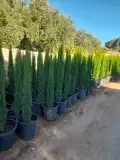 سرو ايطالي رقم واحد وجميع انواع الأشجار 9