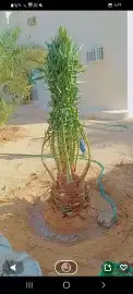 يوجد لدينا نخل للبيع جميع انواع والمقاسات نخل القصيم 2