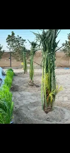 يوجد لدينا جميع انواع النخيل المثمر وزينه 3