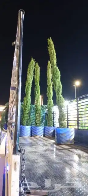 سرو ايطالي رقم واحد وجميع انواع الأشجار 6