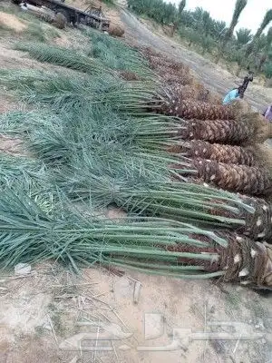 يوجد لدينا جميع انواع النخيل المثمر وزينه 0