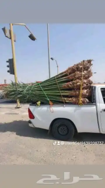 يوجد لدينا نخل للبيع جميع انواع والمقاسات نخل القصيم 5