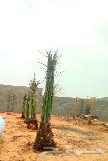 يوجد لدينا جميع انواع النخيل المثمر وزينه 4