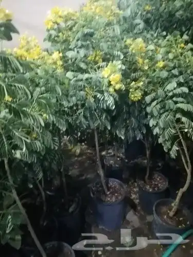 سرو ايطالي رقم واحد وجميع انواع الأشجار 5