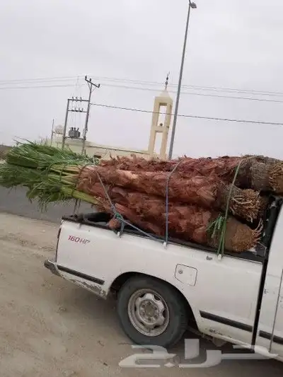 يوجد لدينا جميع انواع النخيل المثمر وزينه 1