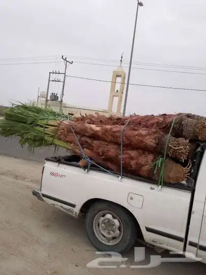يوجد لدينا جميع انواع النخيل المثمر وزينه 1