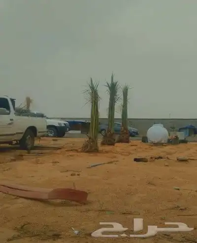 يوجد لدينا جميع انواع النخيل المثمر وزينه 2