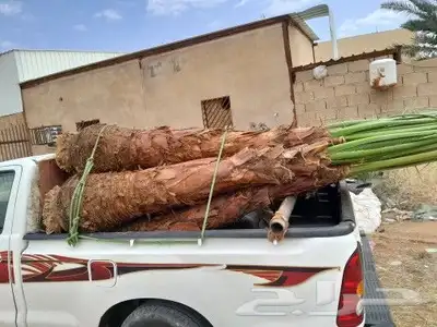 يوجد لدينا جميع انواع النخيل المثمر وزينه 9