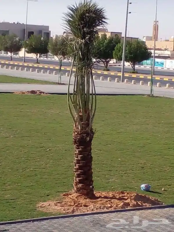 يوجد لدينا نخل للبيع جميع انواع والمقاسات نخل القصيم 4