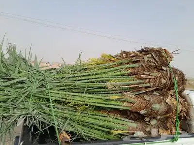 يوجد لدينا جميع انواع النخيل المثمر وزينه 5