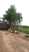 نجيله طبيعي 1